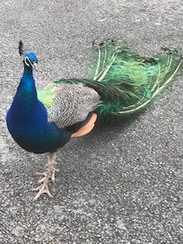Local Permanent Resident of Ruthin Castle Hotel