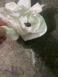Bug
