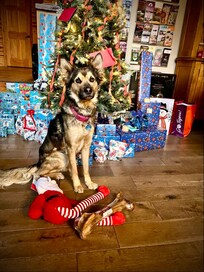 Our dog Jersi Christmas morning