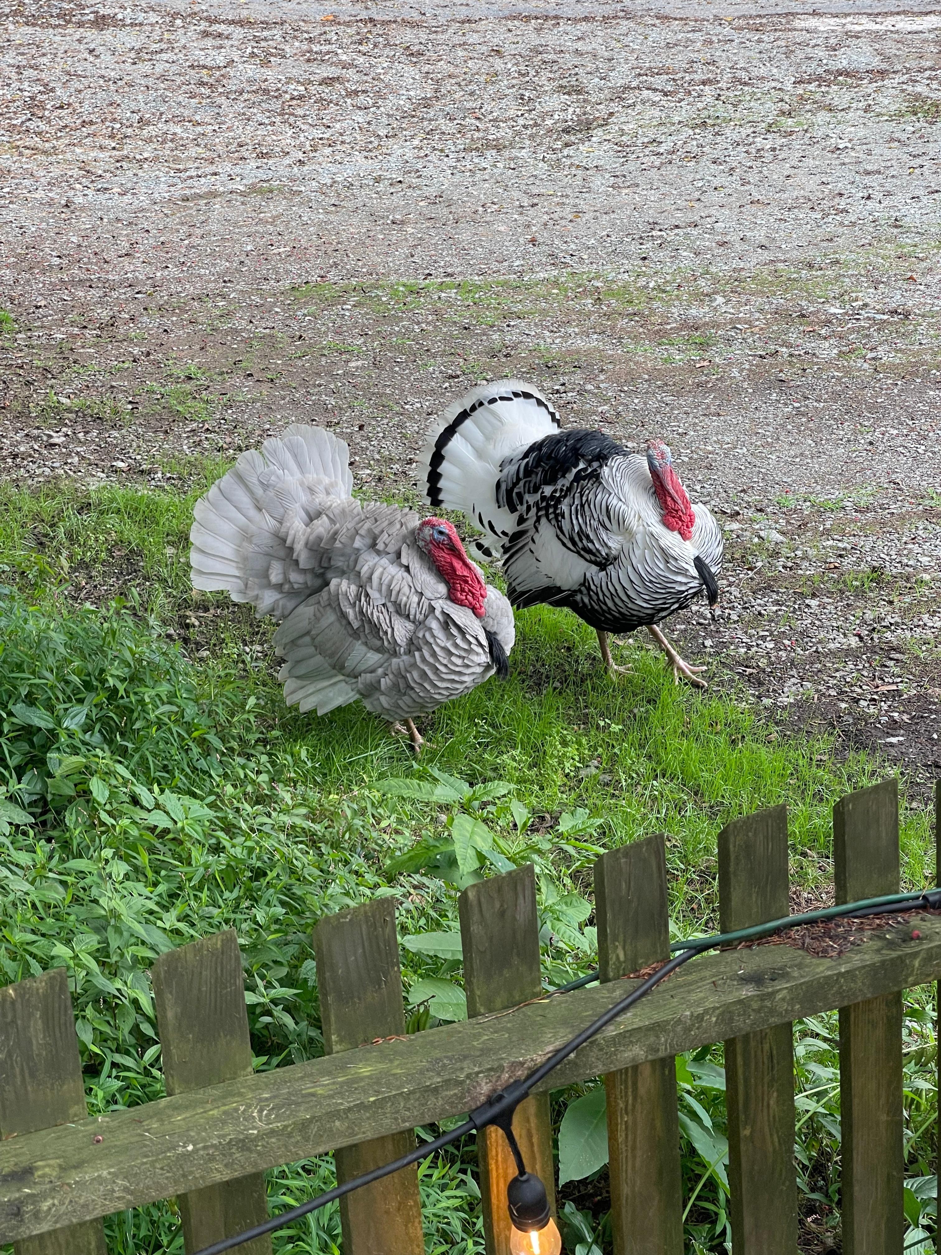 Our welcoming committee!