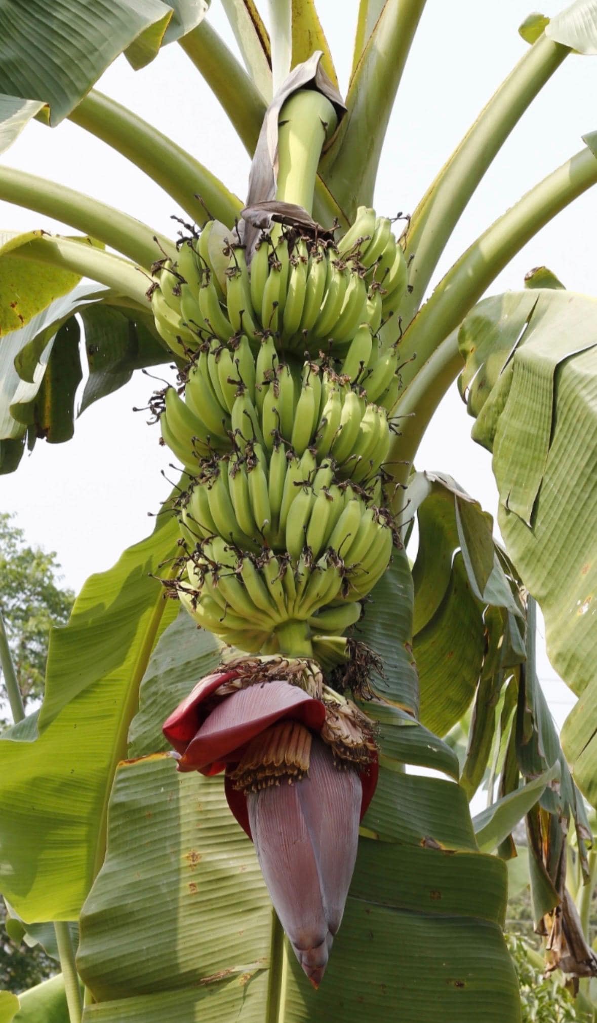 Lots of banana trees
