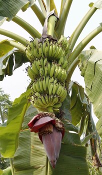 Lots of banana trees
