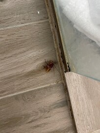 Roaches