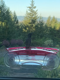 Window hummingbird feeder