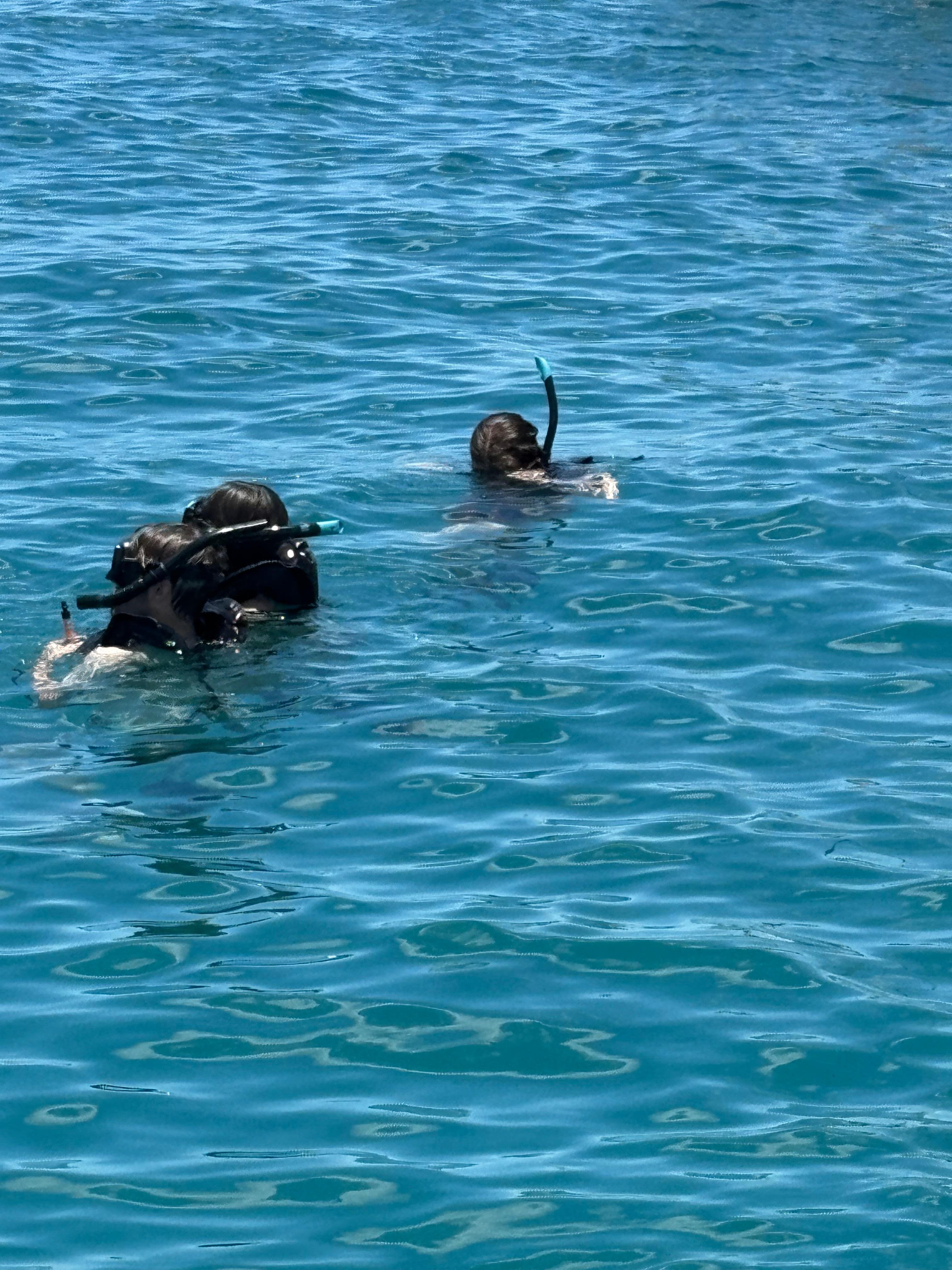 Snorkeling, saw turtles and pretty fish. 