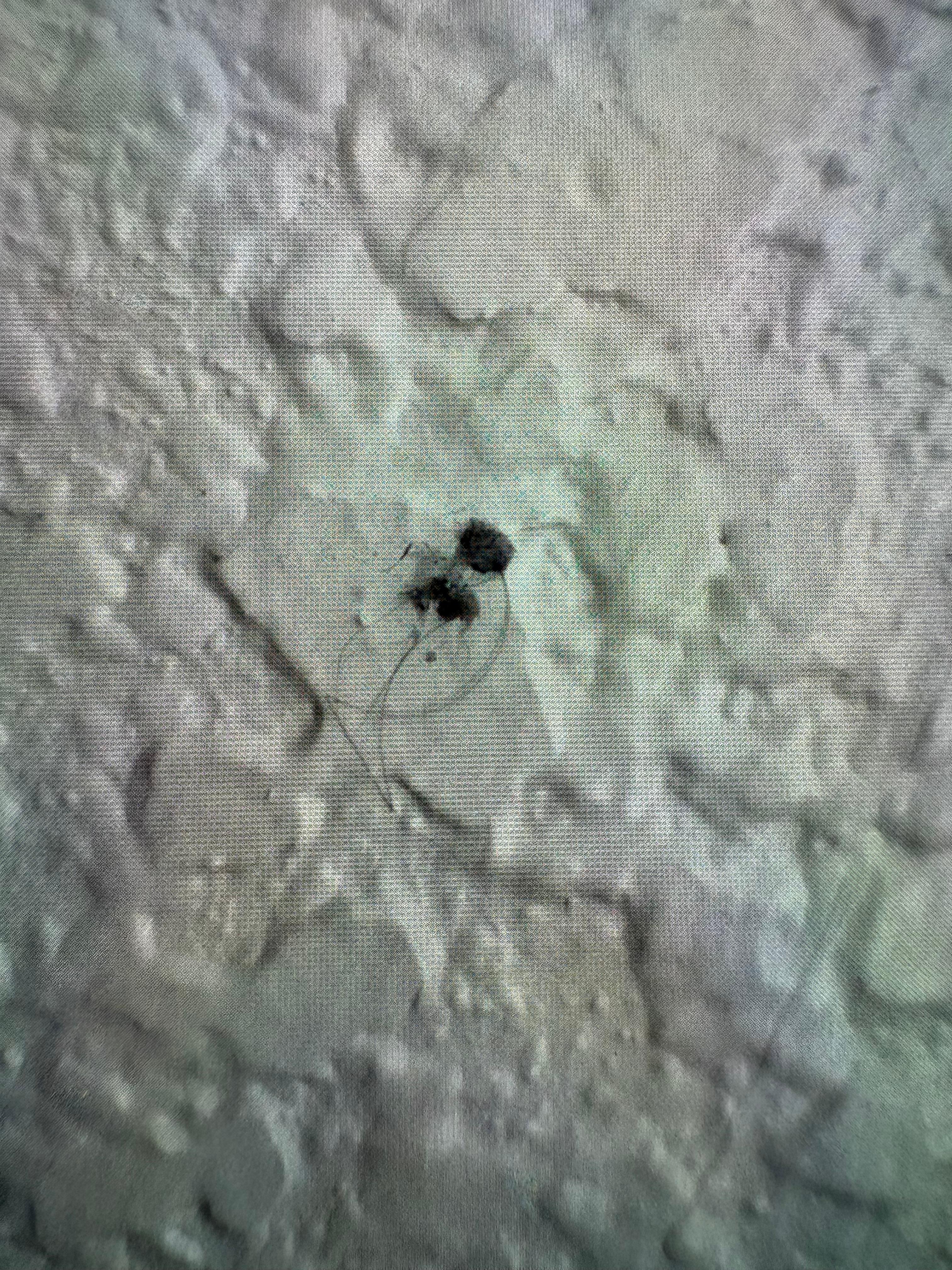 ???? Something on wall with hair!