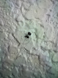 ???? Something on wall with hair!