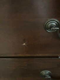 Spider crawling out the drawer..
