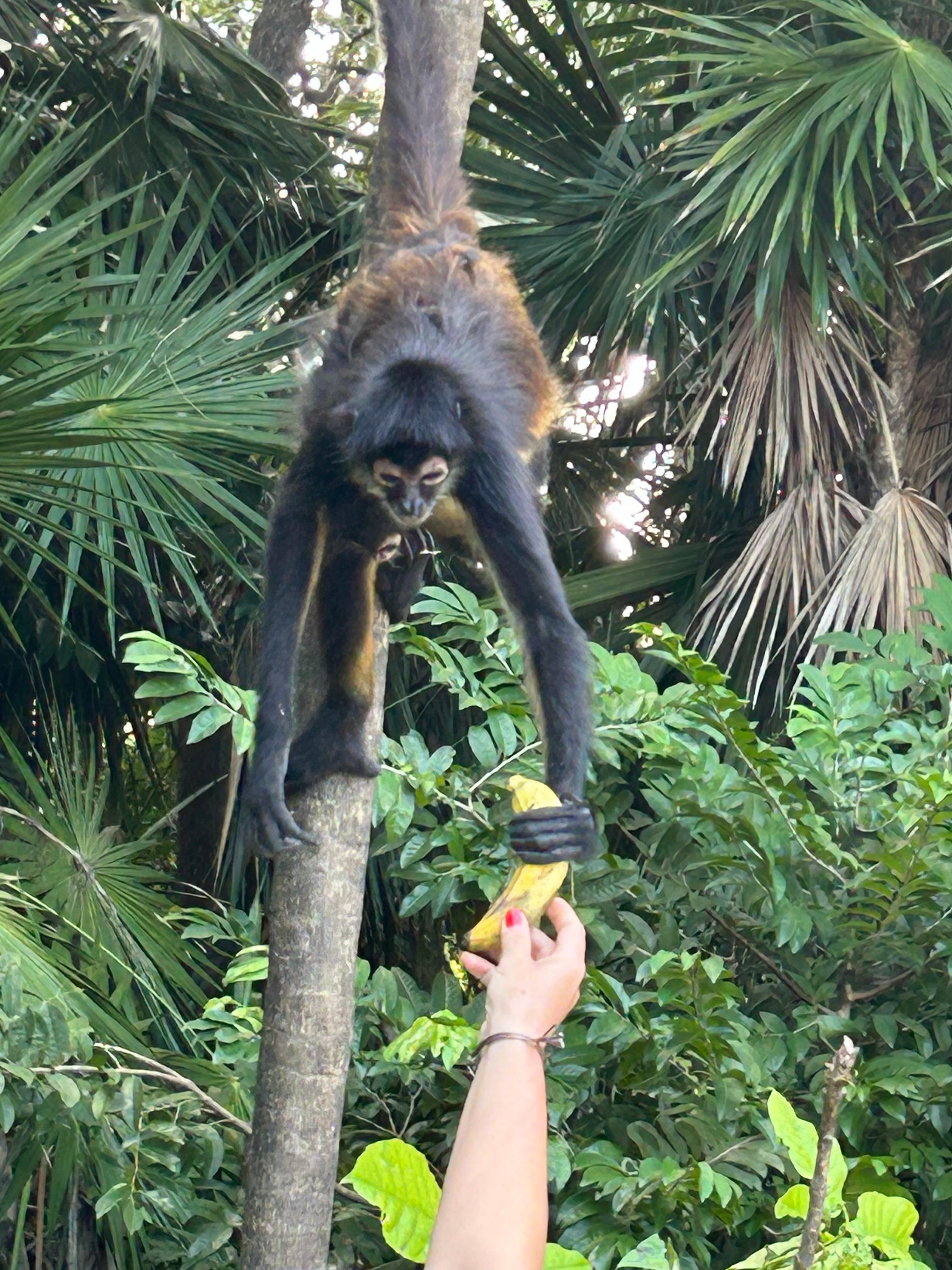 Monkeys around the property. 
