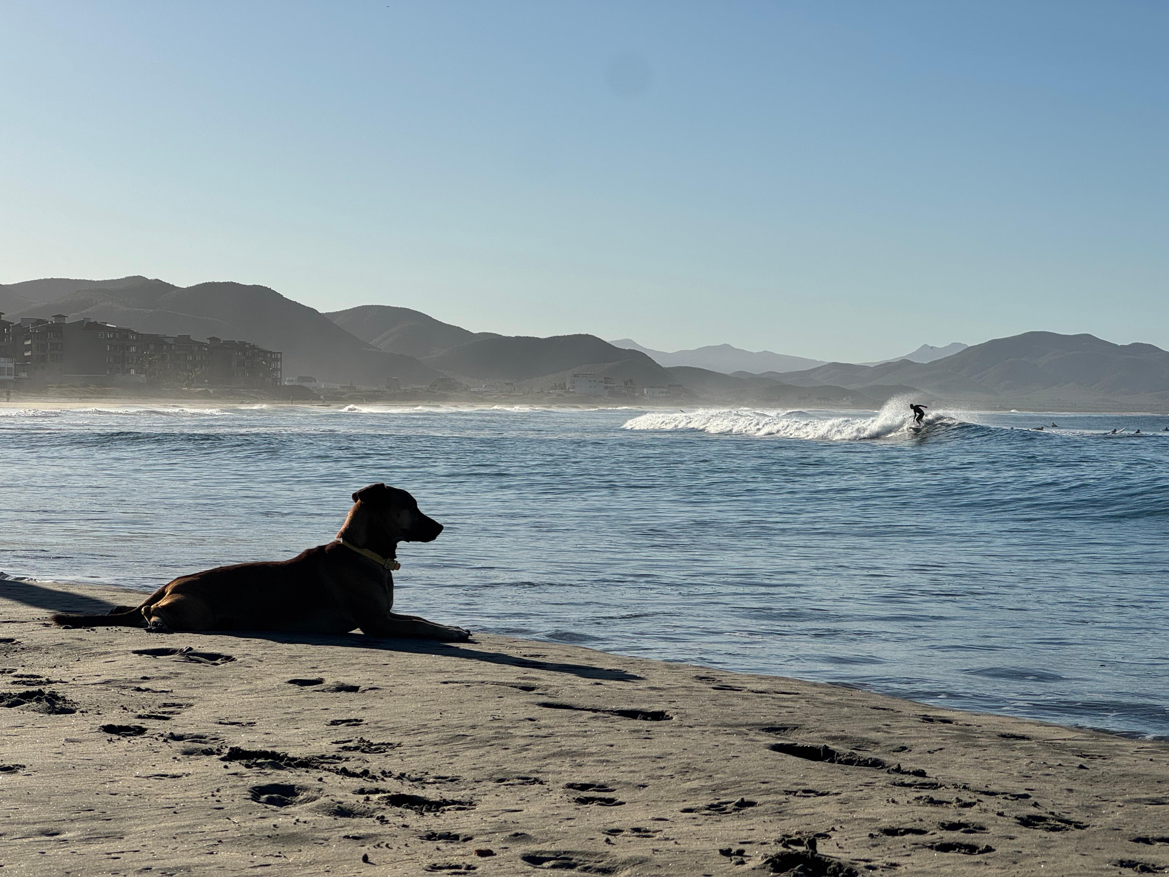 Love all of the dogs on Cerritos beach