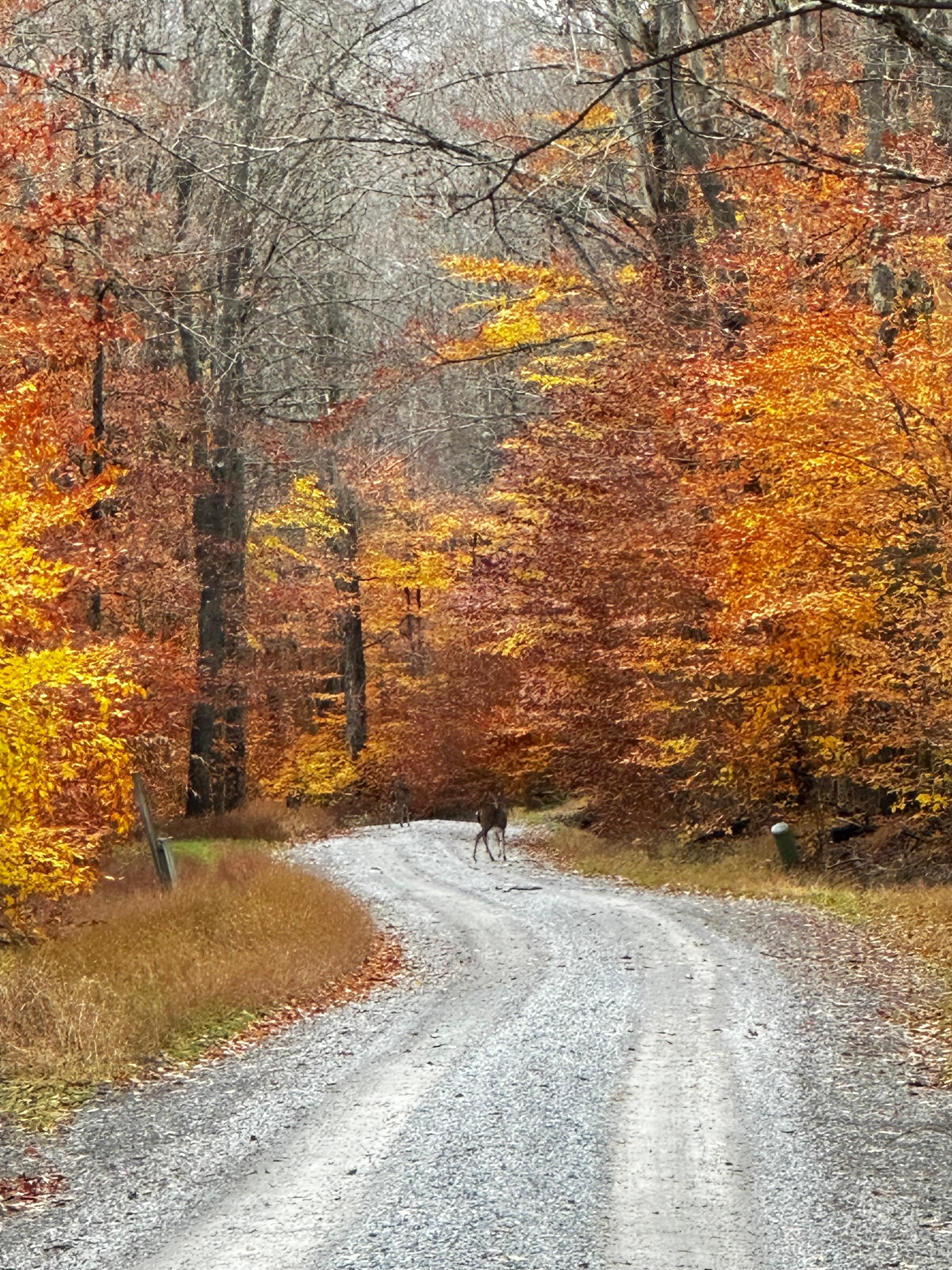 Beautiful fall leaves and deer