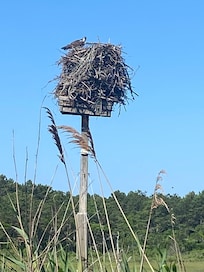 Osprey nest