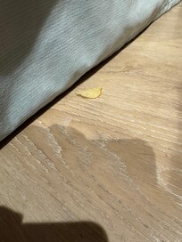 Chips vom Vorgänger
