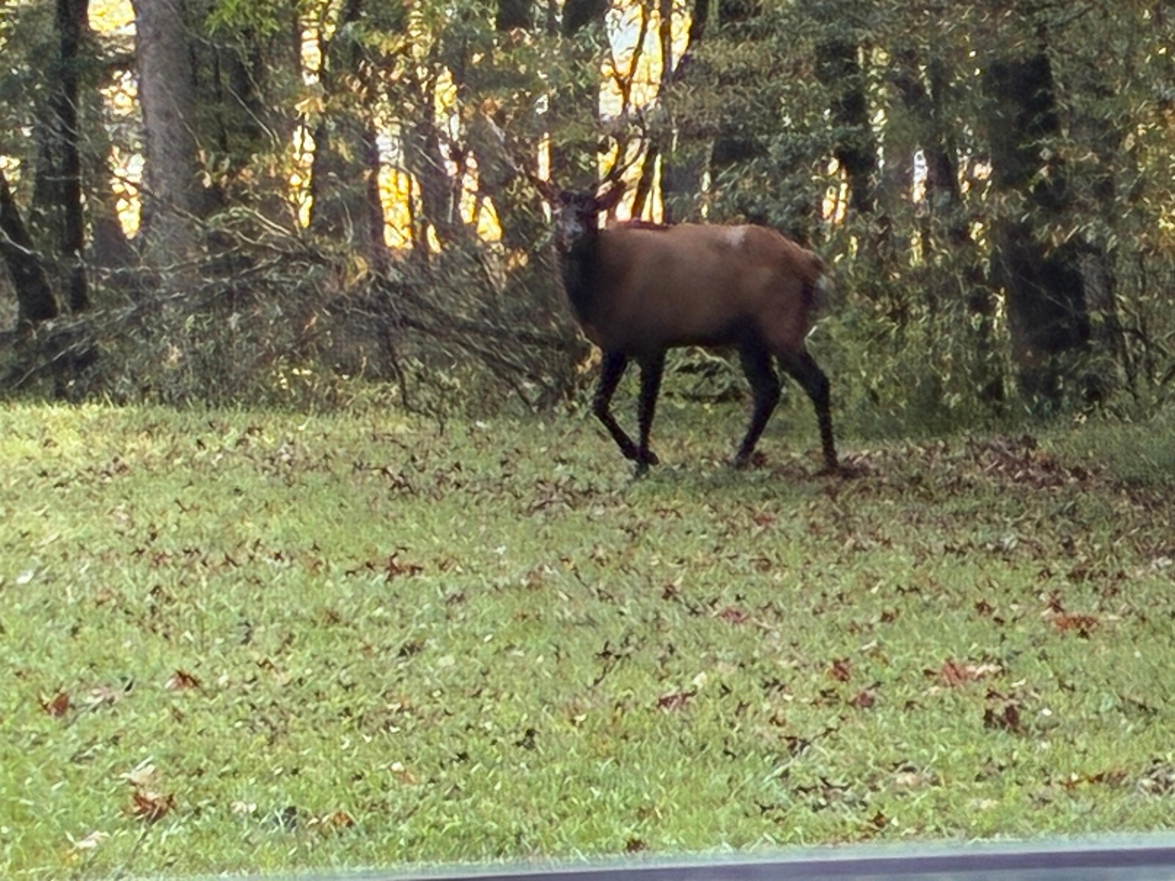 Elk along the way in Cherokee 