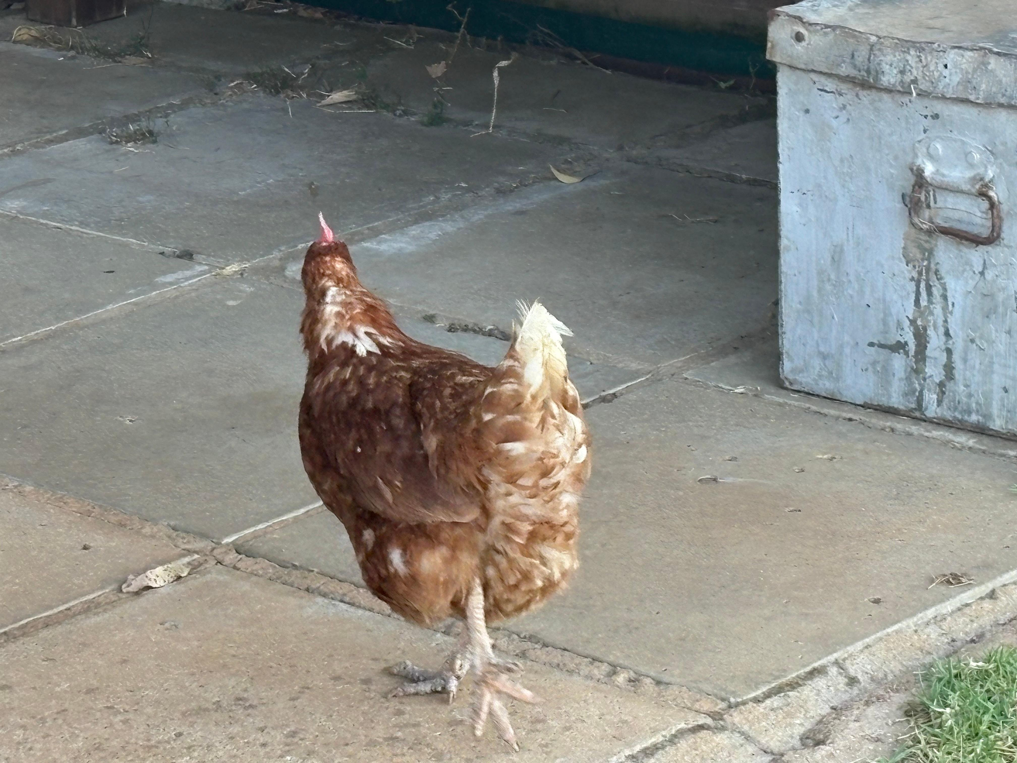 The friendly chicken