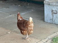 The friendly chicken