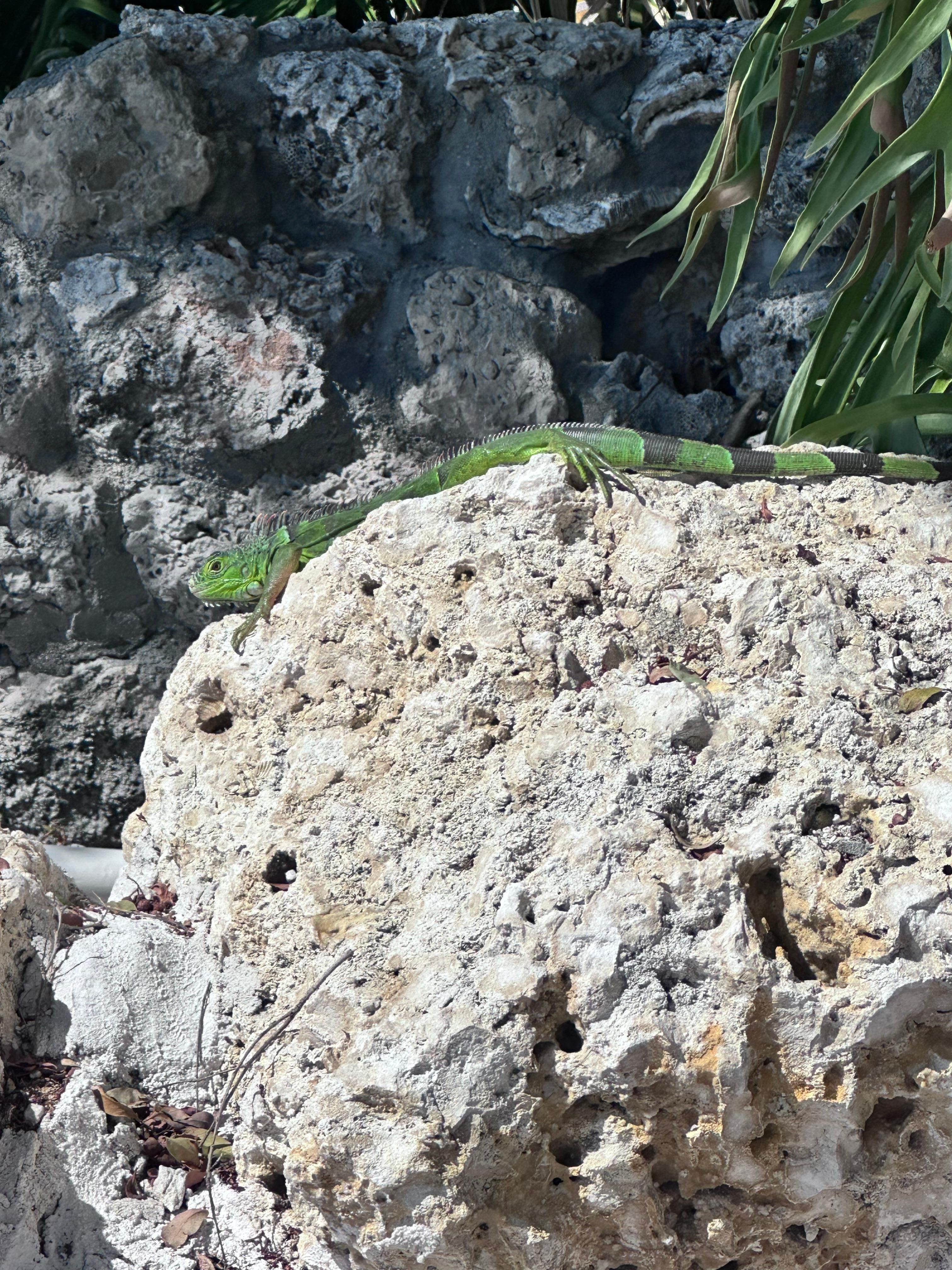 Even got some wildlife visits