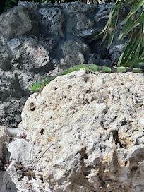 Even got some wildlife visits