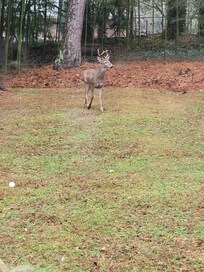 We had a visitor one morning!
