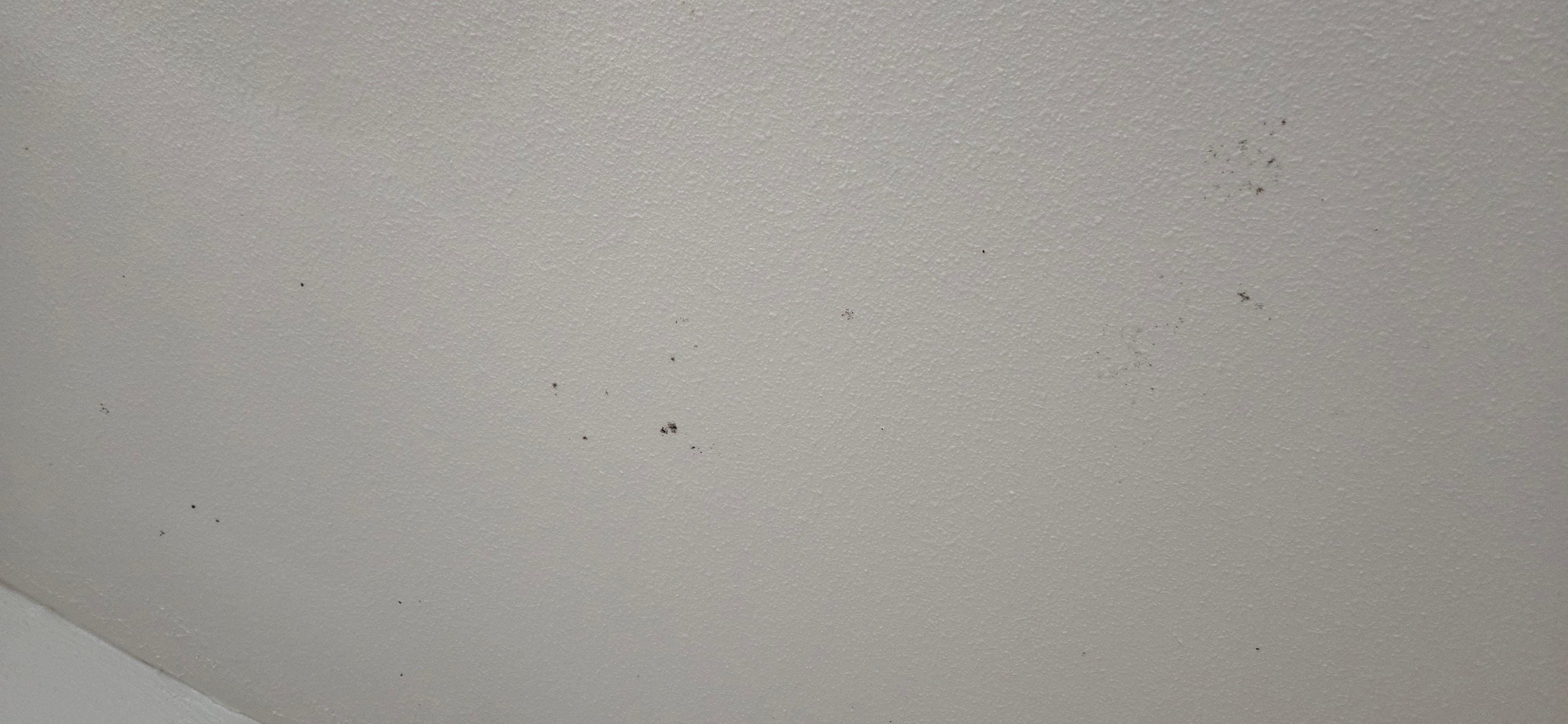 Mold on walls