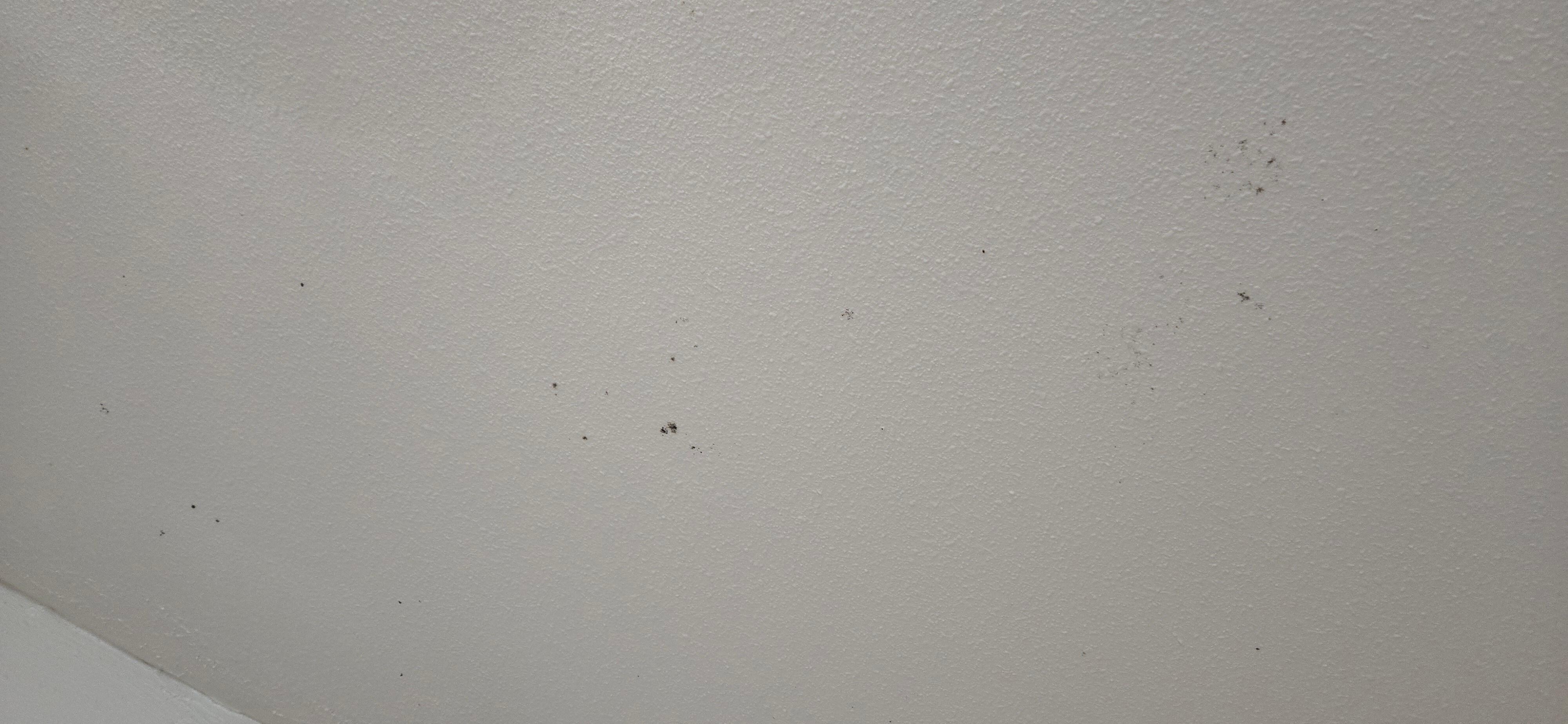 Mold on walls