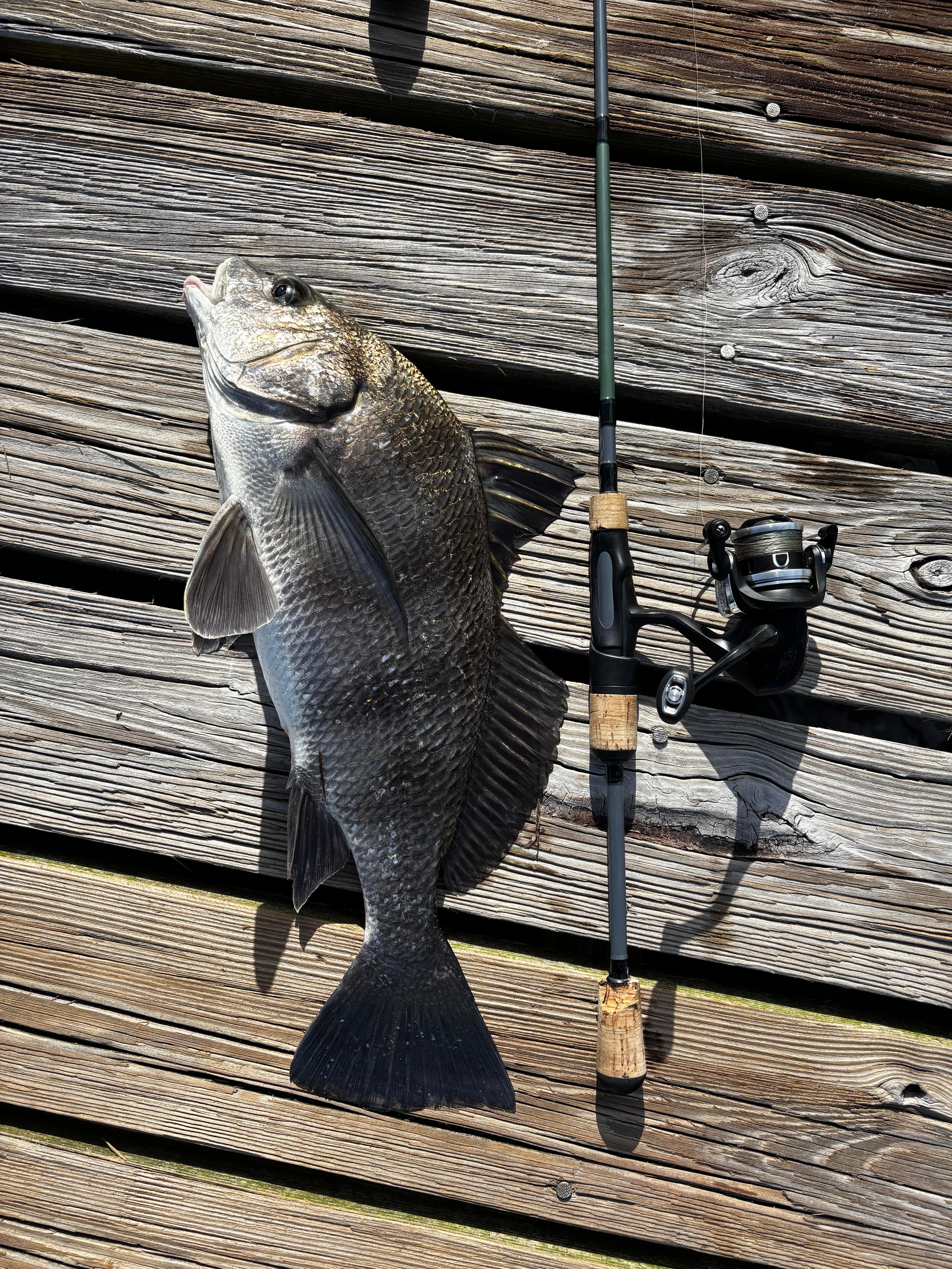Slot black drum. 