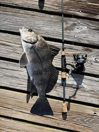 Slot black drum.