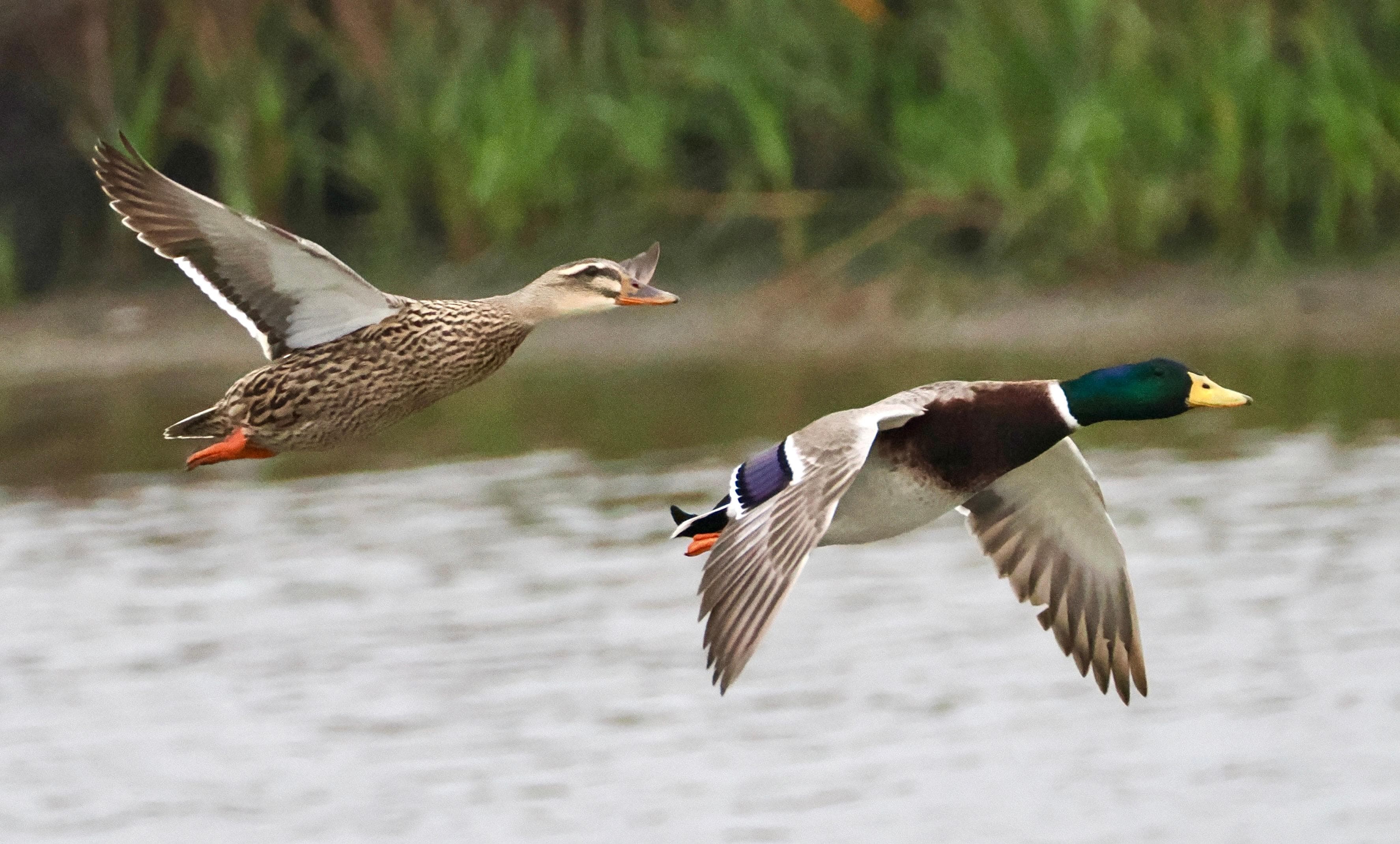 Mallards 