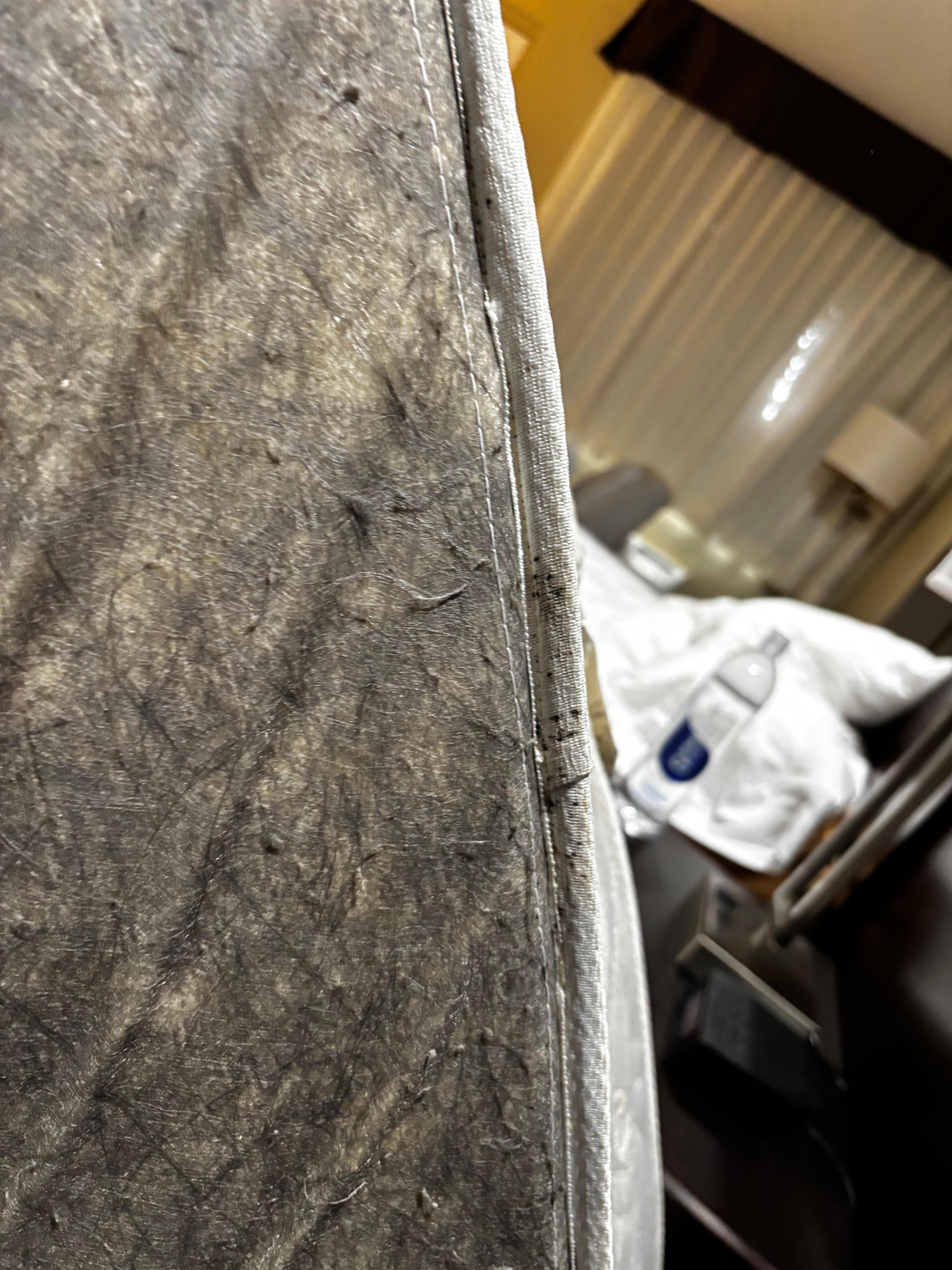Bed Bug residue on underside of mattress
