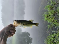 I caught bigger but this is the only photo.