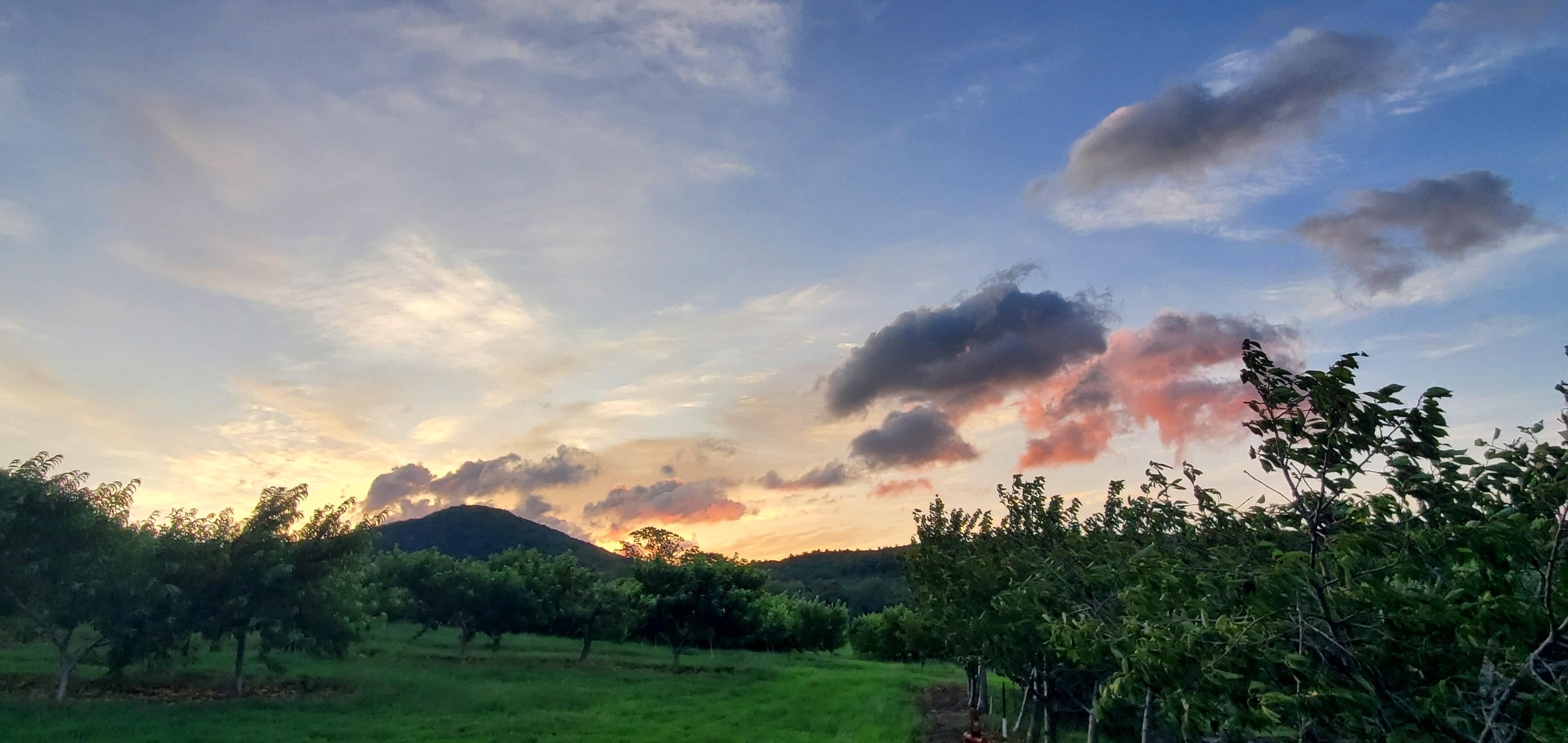 Sunrise over the orchard