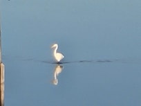 Wildlife in the morning