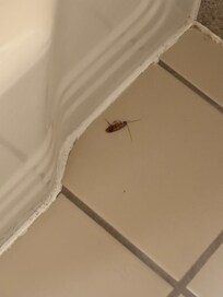 Dying cockroach