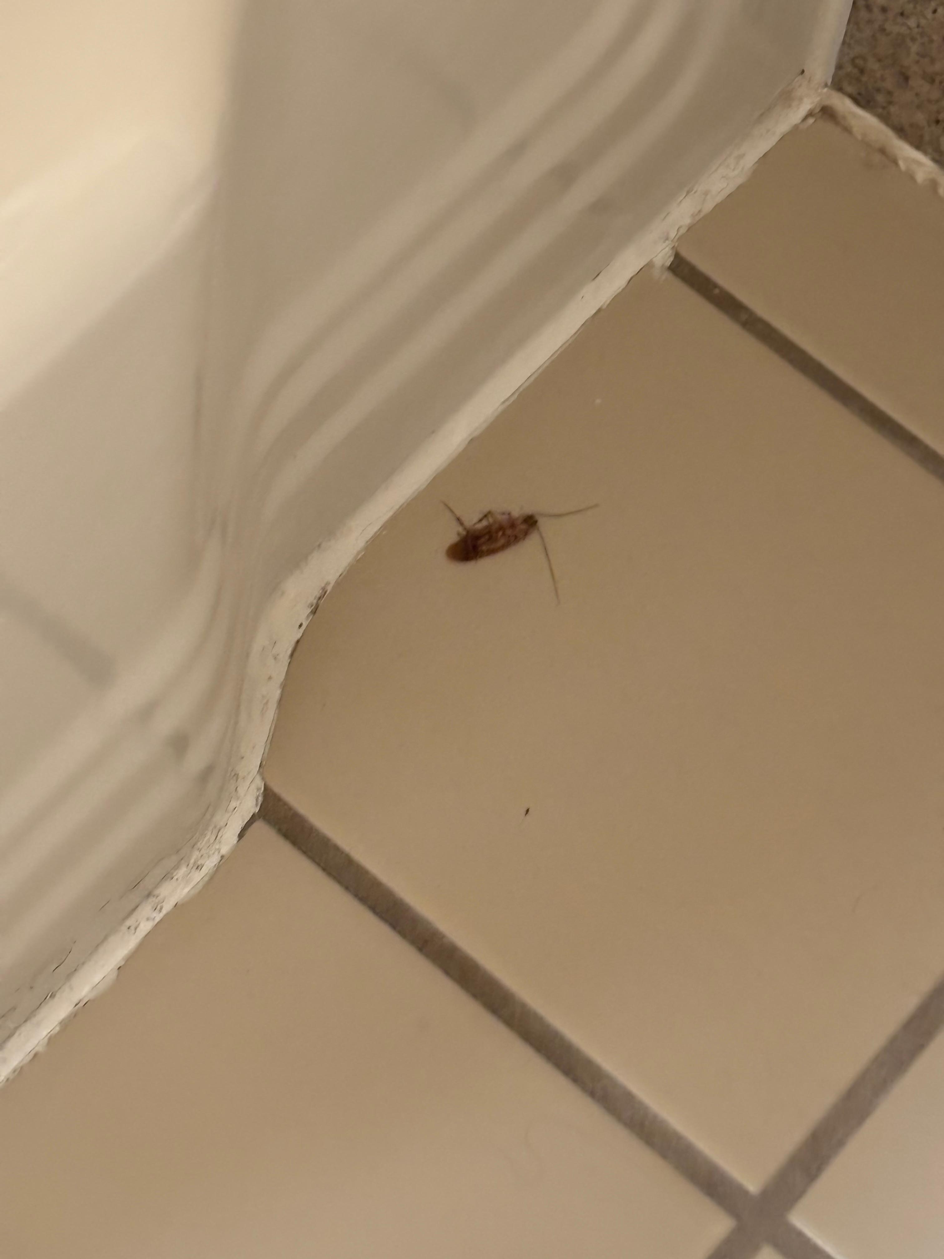 Dying cockroach