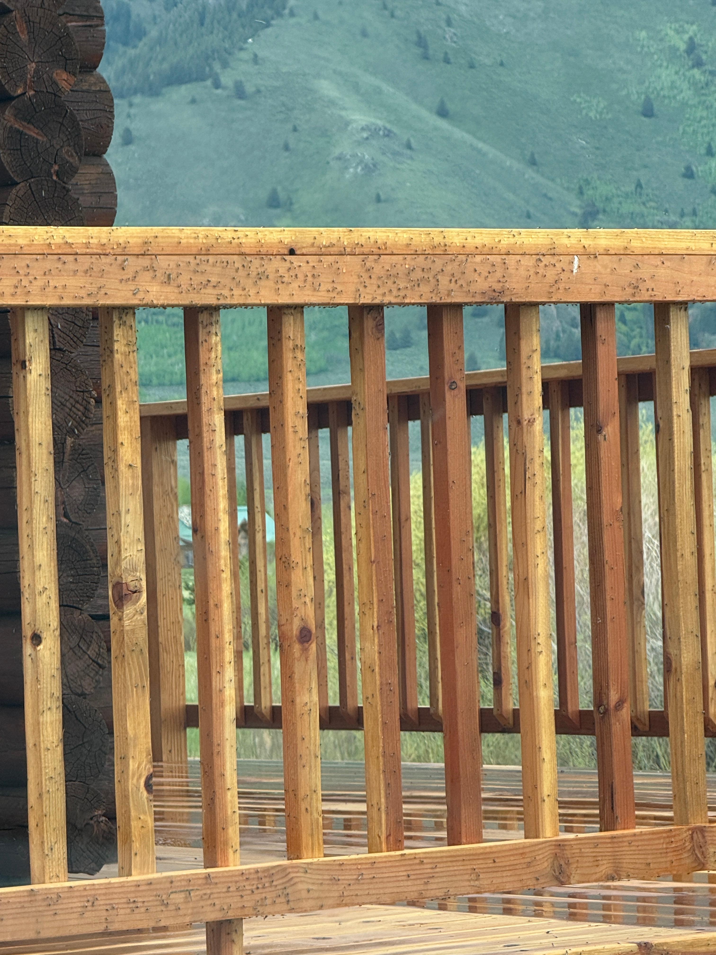 See the amount of bugs on the deck. 