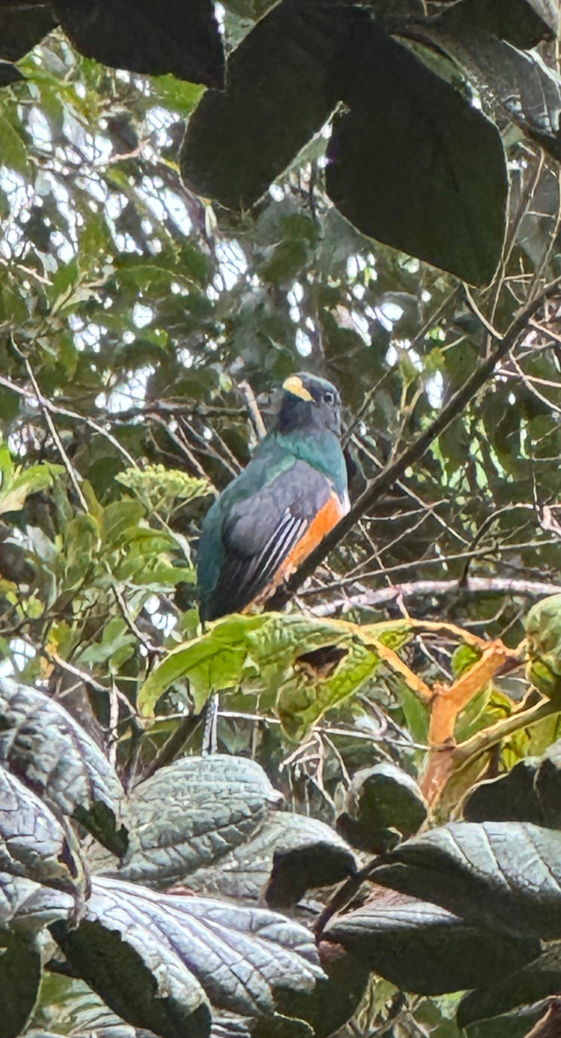 A Trogon just outside our room