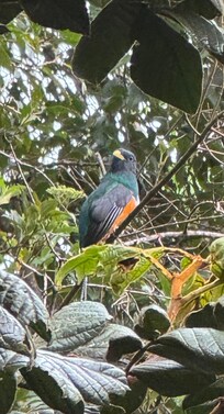 A Trogon just outside our room