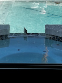 Bird enjoying the spa
