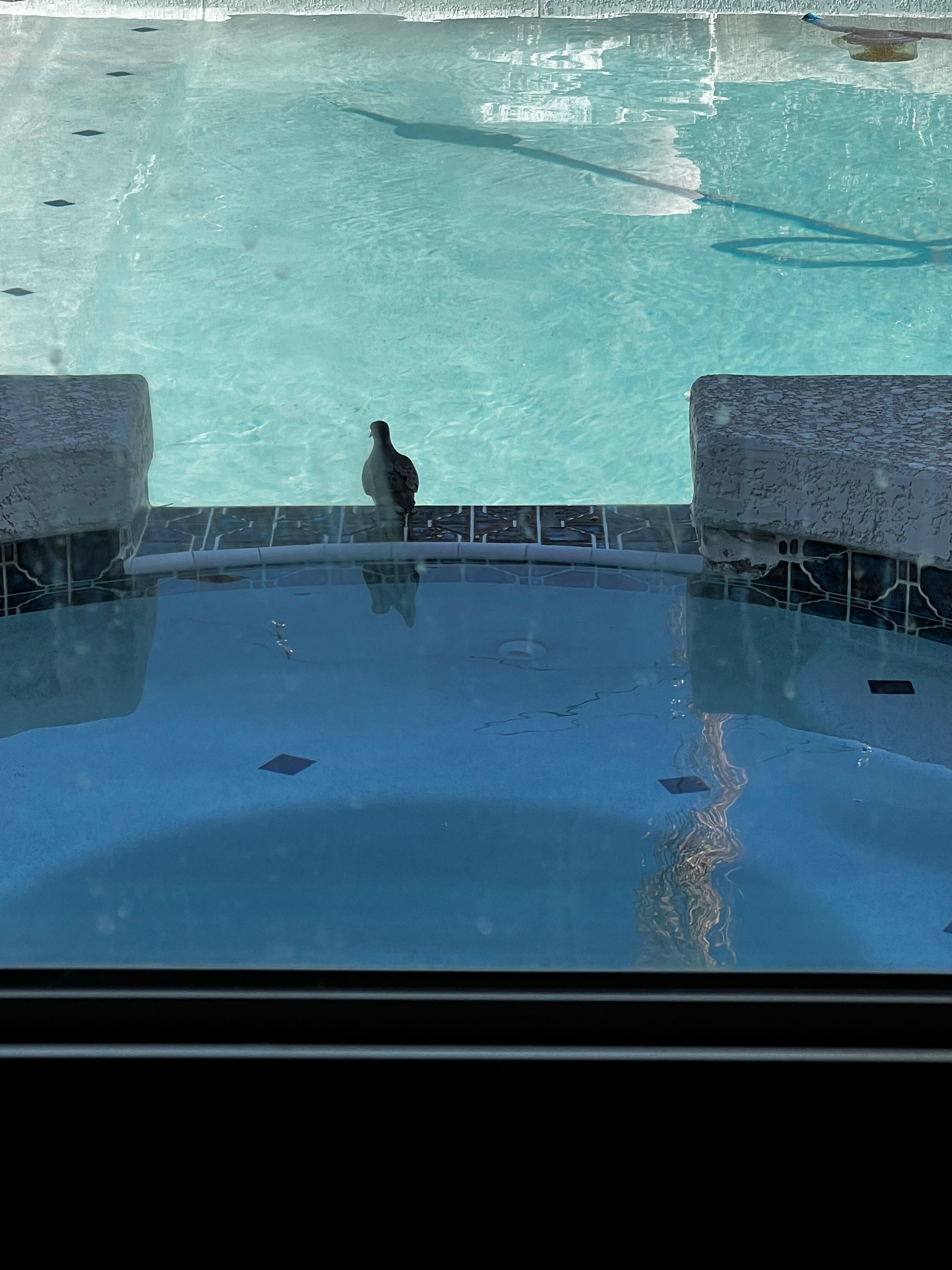 Bird enjoying the spa