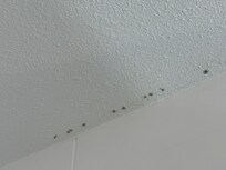 Mold in the ceiling of the bathroom