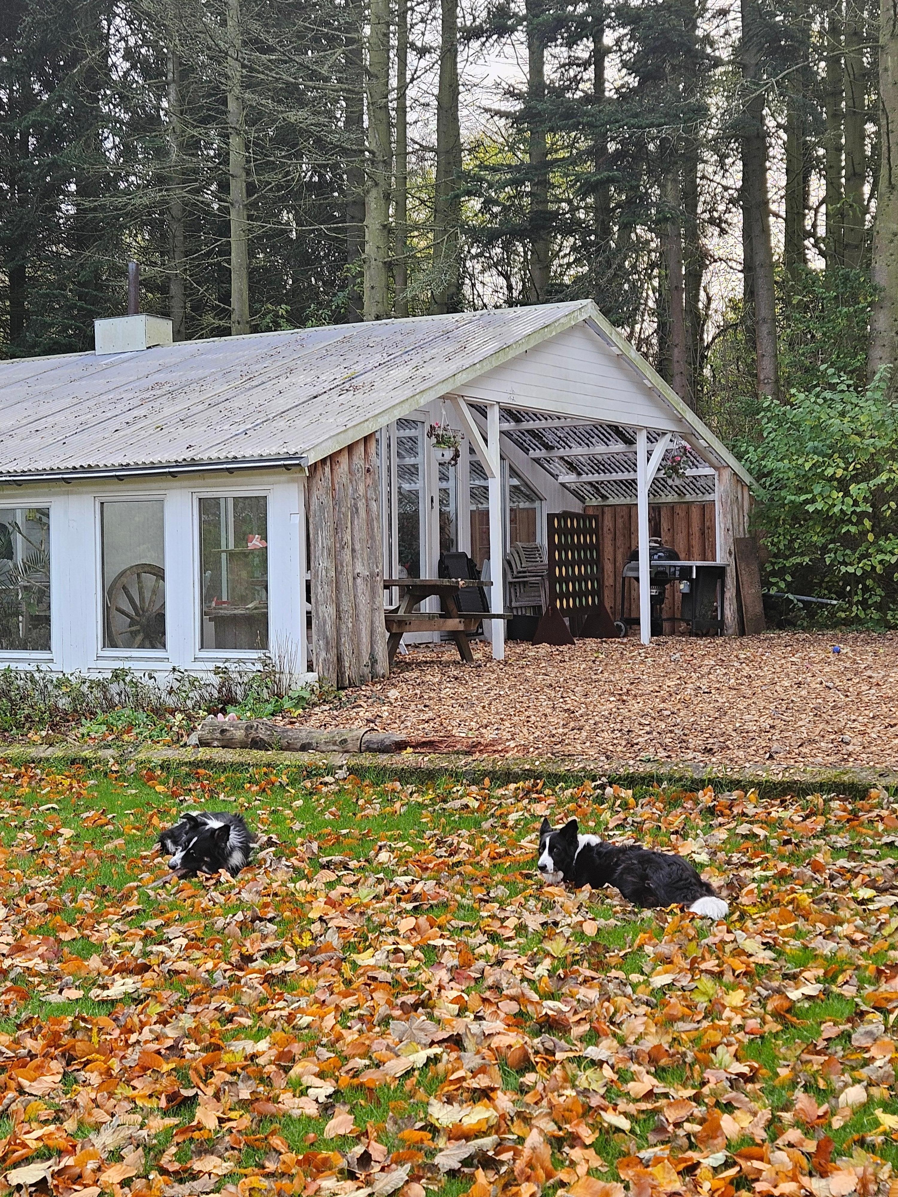 Hygge med stedets hunde