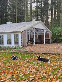 Hygge med stedets hunde