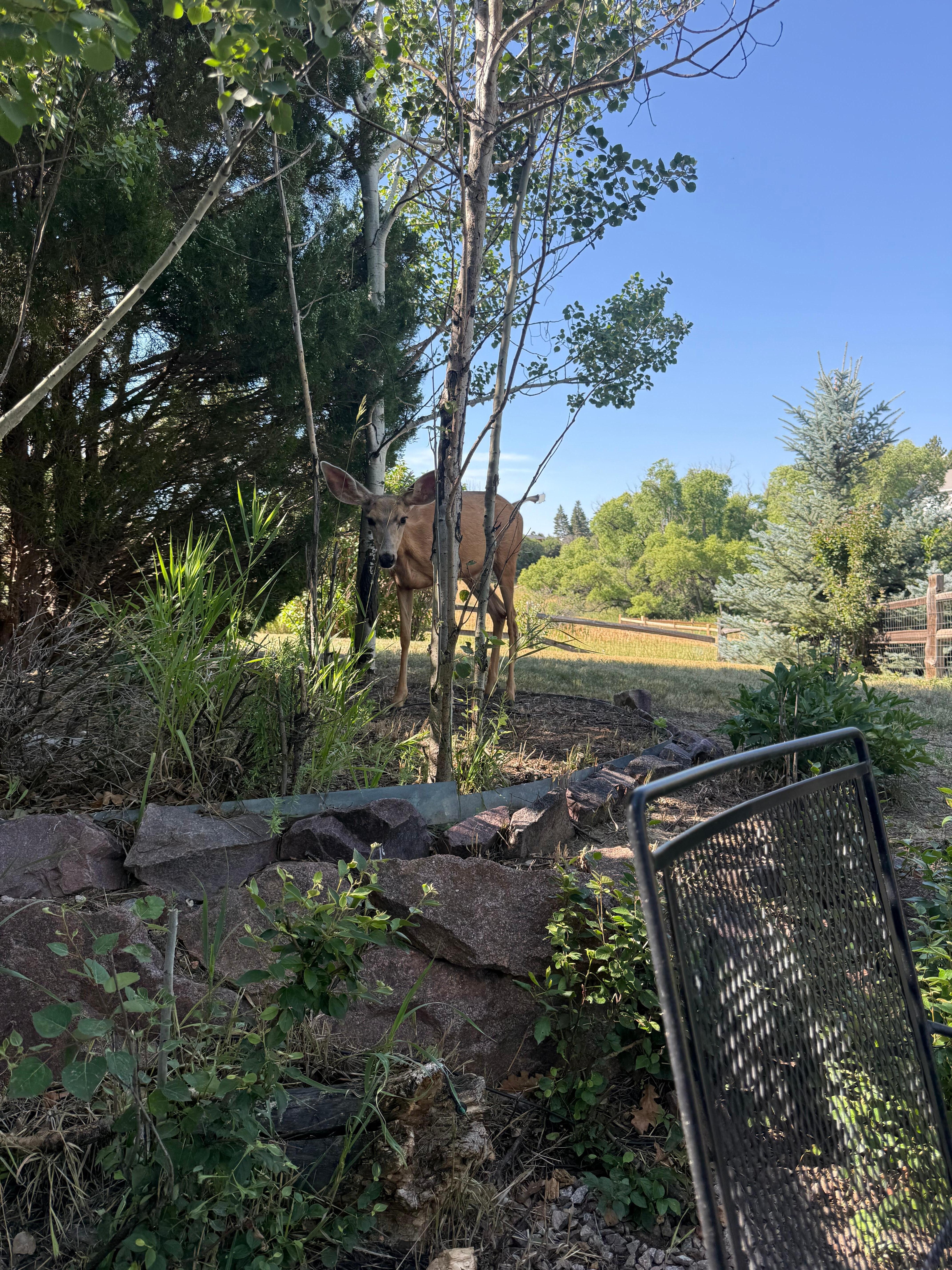 Morning coffee visitor