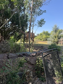 Morning coffee visitor