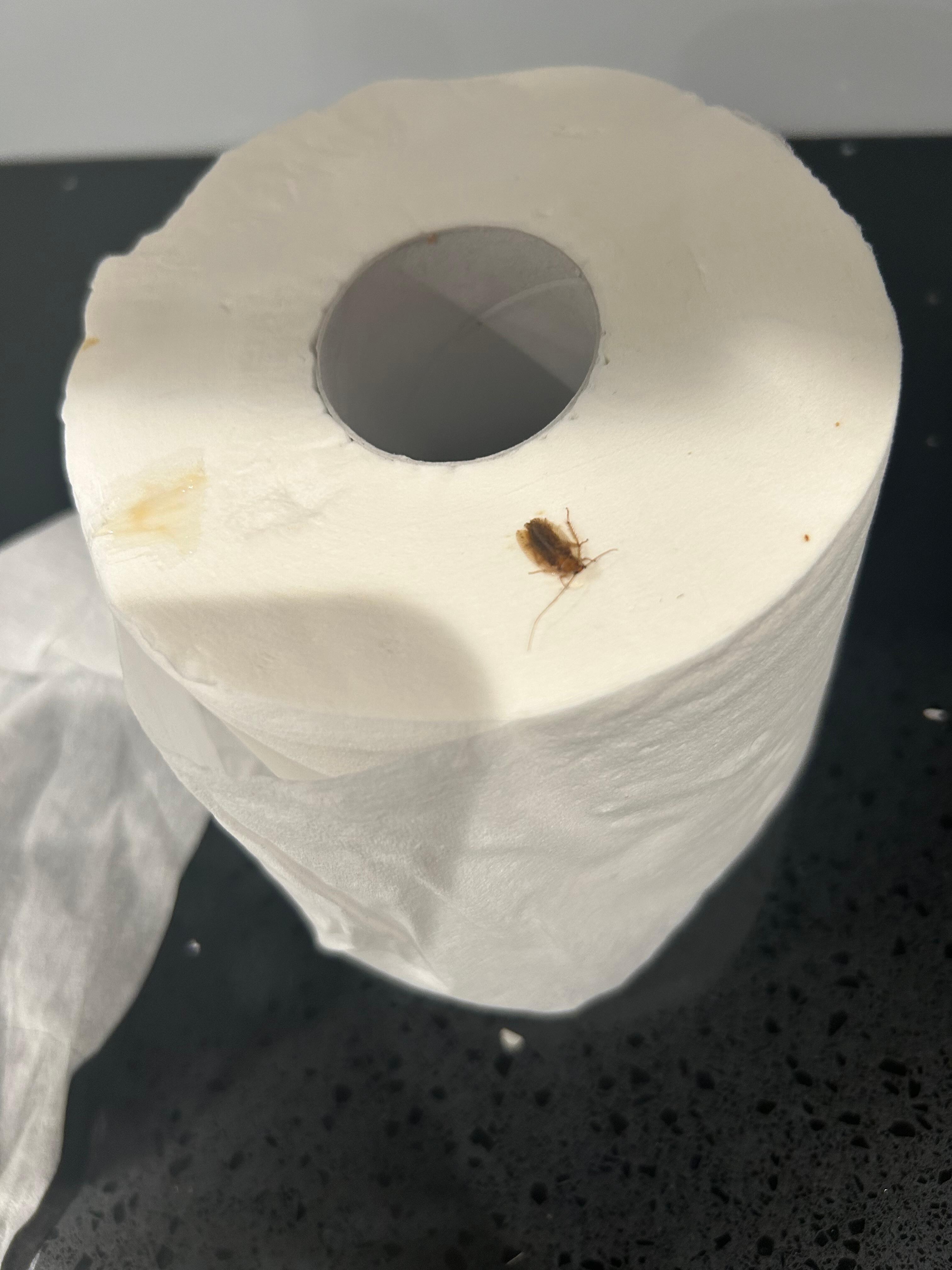 Cockroach on the toilet paper they put in the kitchen for us to use. ( I trashed it after I took a picture of it) 