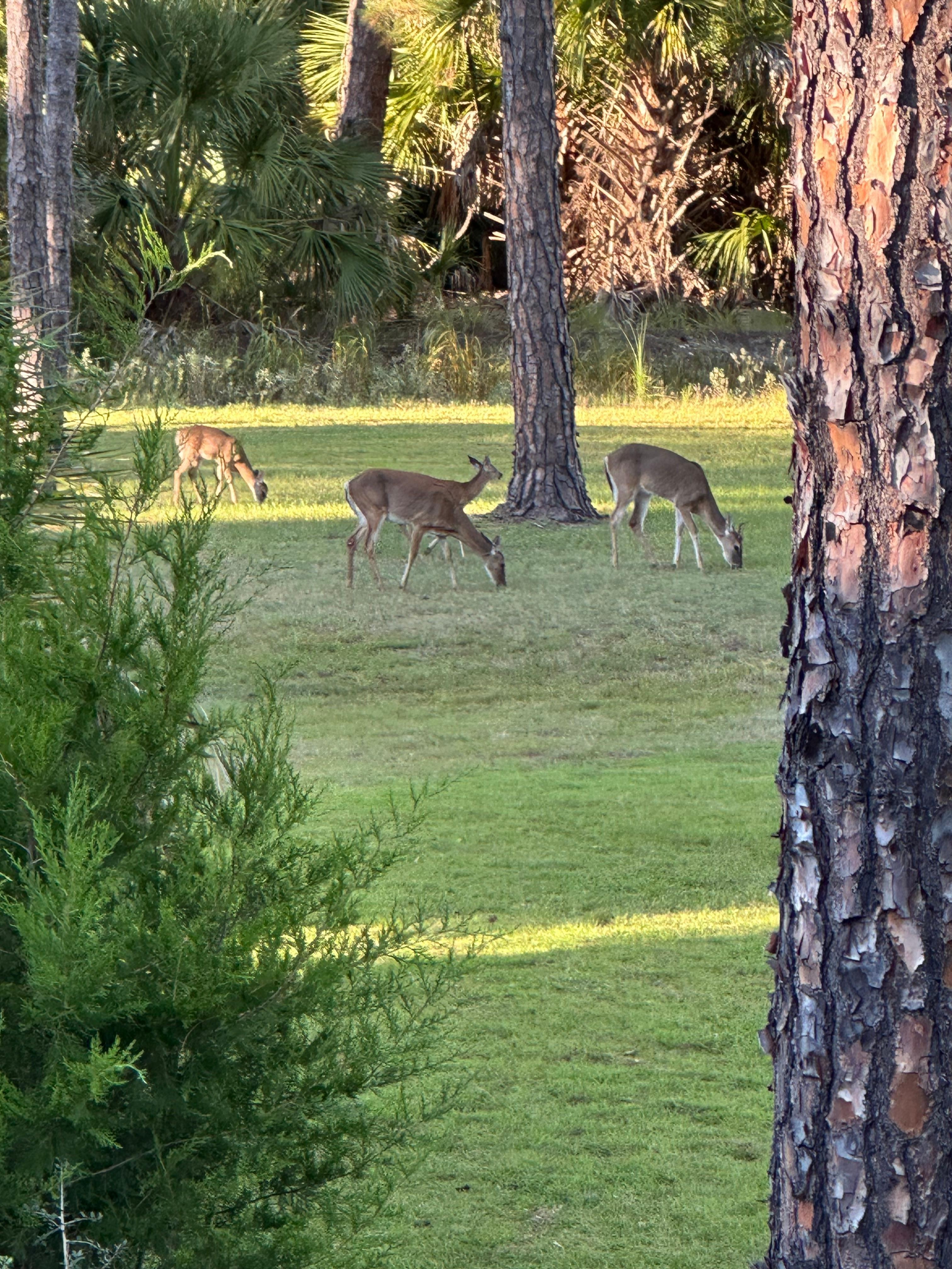 We had daily deer visitors