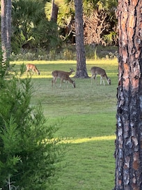 We had daily deer visitors