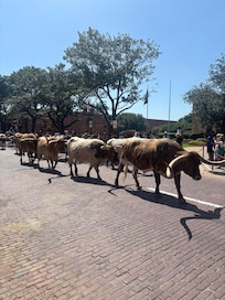 Cattle drive 3 min walk from hotel