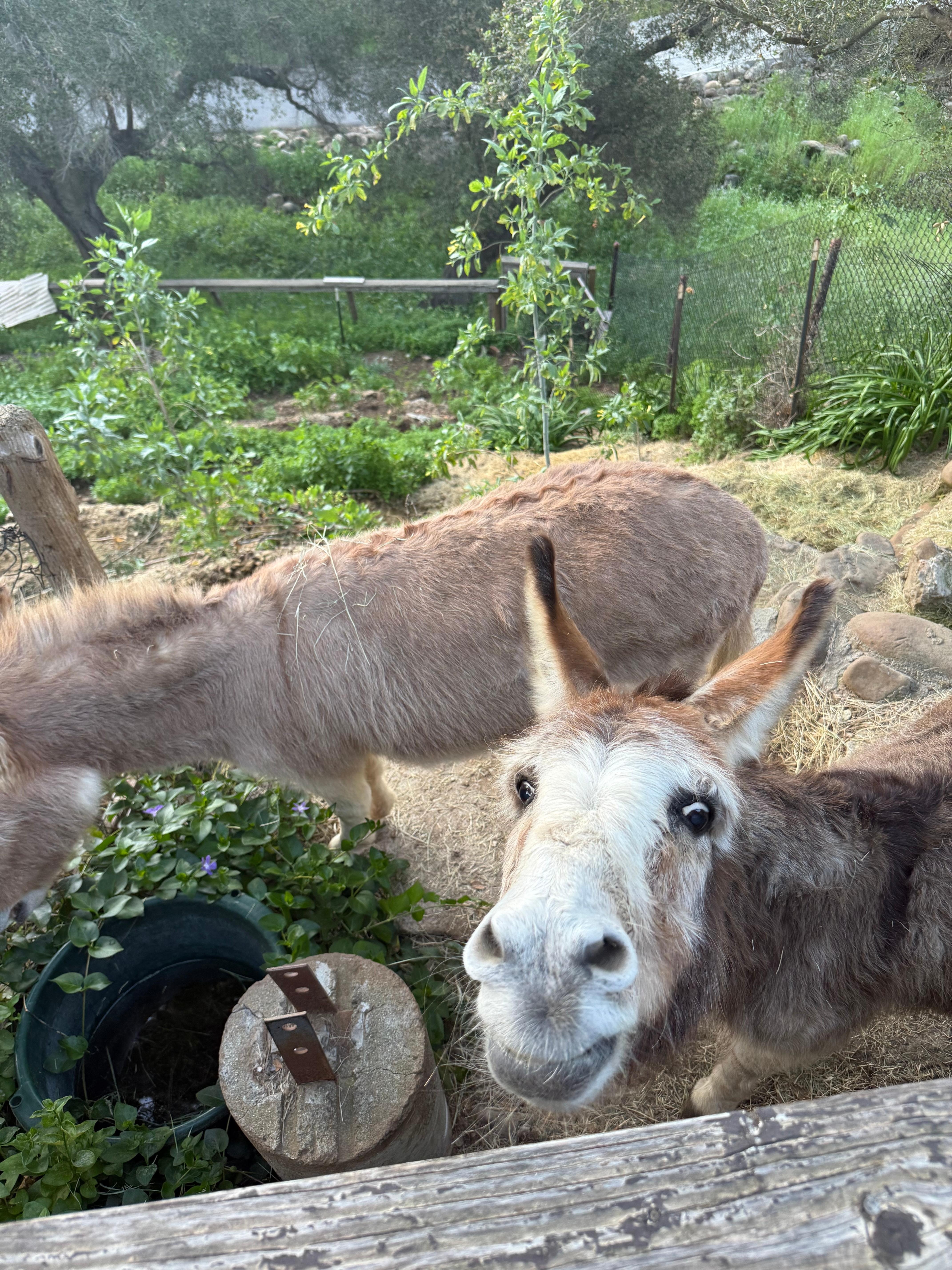 Her two donkeys are so gentle and sweet. She gave me snacks to feed them. This one smiled afterwards, hilarious!