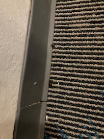 Animal feces along the baseboard